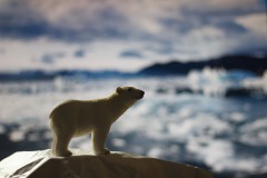 Eisbär