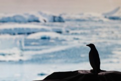 Pinguin