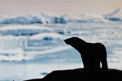 Eisbär