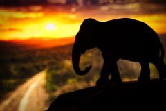 Elefant