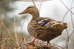 Ente an der Naab