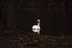 Schwan in der Naab