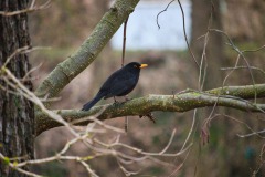 Amsel an der Naab