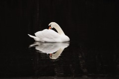 Schwan in der Naab