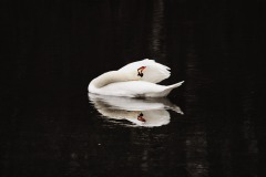 Schwan in der Naab