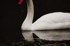 Schwan in der Naab