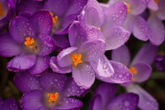 IMG_5862