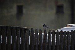 IMG_6449