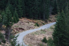 Straße im Wald