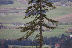 Einsamer Baum