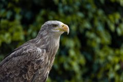 AF_20250618_150211_1R2A0046-scaled