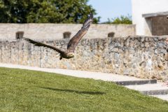 AF_20250618_152159_1R2A0116-scaled