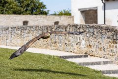 AF_20250618_152159_1R2A0117-scaled