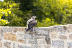 AF_20250618_153123_1R2A0188-scaled