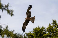 AF_20250618_153725_1R2A0256-scaled