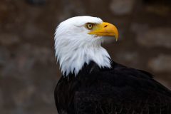 AF_20250618_154235_1R2A0299-scaled