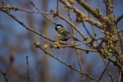 IMG_7267