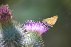 IMG_9476